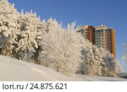 View on the modern high rise apartment building through snowy forest in winter sunny day. Стоковое фото, фотограф Сергей Дорошенко / Фотобанк Лори