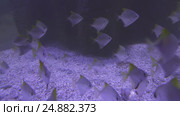 Monodactylus argenteus in saltwater aquarium stock footage video. Стоковое видео, видеограф Юлия Машкова / Фотобанк Лори