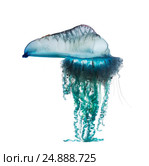 Медуза «голубая бутылочка» (Bluebottle or Portuguese man-o-war - Physalia physalis) внешне напоминает воздушный шарик или рыбий пузырь, с целым рядом присоединенных гроздьев. Изолировано на белом фоне. Стоковое фото, фотограф Ирина Кожемякина / Фотобанк Лори