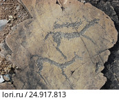 Running animals petroglyphs carved in rocks. Стоковое фото, фотограф TasiPas / Фотобанк Лори