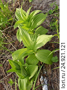 Дикорастущее растение Чемерица Лобеля (лат. Veratrum lobelianum). Дикорастущее  лекарственное, ядовитое, инсектицидное растение Сибири. Стоковое фото, фотограф Евгений Мухортов / Фотобанк Лори
