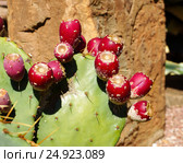 Опунция (Opuntia). Съедобные плоды кактуса. Стоковое фото, фотограф ирина реброва / Фотобанк Лори
