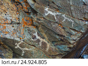 Mesolithic Petroglyphs carved in rocks. Стоковое фото, фотограф TasiPas / Фотобанк Лори