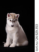 Cute little puppy of syberian husky. Стоковое фото, фотограф Екатерина Куракина / Фотобанк Лори