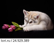 Siberian Husky puppy with flower. Стоковое фото, фотограф Екатерина Куракина / Фотобанк Лори