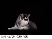 Cute little puppy of syberian husky. Стоковое фото, фотограф Екатерина Куракина / Фотобанк Лори