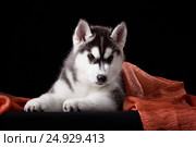 Cute little puppy of syberian husky. Стоковое фото, фотограф Екатерина Куракина / Фотобанк Лори
