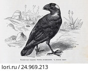 Грифовая ворона (Corvus crassirostris). - рисунок из книги А. Брэма "Жизнь животных" 1896г. Стоковая иллюстрация, иллюстратор Вера Смолянинова / Фотобанк Лори