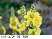 Yellow Verbascum flower. Стоковое фото, фотограф Elena Odareeva / Фотобанк Лори