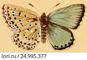 Бабочка - Голубянка красивая (Lycaena bellargus rott) Стоковая иллюстрация, иллюстратор Макаров Алексей / Фотобанк Лори