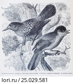 Обыкновенная ореховка (Nucifraga caryocatactes) Ронжа (Garrulus infaustus) - рисунок из книги А. Брэма "Жизнь животных" 1896г. Стоковая иллюстрация, иллюстратор Вера Смолянинова / Фотобанк Лори