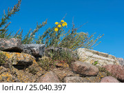 Полынь и осот на каменной стене. Стоковое фото, фотограф Александр Щепин / Фотобанк Лори