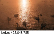Лебединое озеро в Алтайском крае / Swans on Altai lake Svetloe in the evaporation mist at evening time in winter. Стоковое видео, видеограф Сергей Пристяжнюк (Serg Zastavkin) / Фотобанк Лори