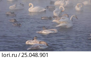 Лебединое озеро в Алтайском крае / Swans on Altai lake Svetloe in the evaporation mist at evening time in winter. Стоковое видео, видеограф Сергей Пристяжнюк (Serg Zastavkin) / Фотобанк Лори