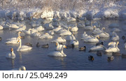 Лебединое озеро в Алтайском крае / Swans on Altai lake Svetloe in the evaporation mist at morning time in winter. Стоковое видео, видеограф Сергей Пристяжнюк (Serg Zastavkin) / Фотобанк Лори