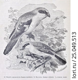 Серый сорокопутъ (Lanius excubitor), 2) Жуланъ (Lanius collurio)  - рисунок из книги А. Брэма "Жизнь животных" 1896г. Стоковая иллюстрация, иллюстратор Вера Смолянинова / Фотобанк Лори