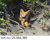 Молодой лисенок зевает в норе. Стоковое фото, фотограф Владимир Зыков / Фотобанк Лори
