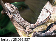 Восточный анолис-рыцарь. Стоковое фото, фотограф Parmenov Pavel / Фотобанк Лори
