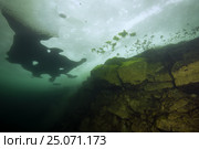 Underwater view of ices, icedivind in like, Alexandrovsky like, Ukraine. Стоковое фото, фотограф Некрасов Андрей / Фотобанк Лори