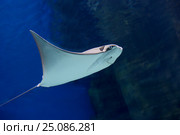 Морской скат хвостокол. Стоковое фото, фотограф Галина Савина / Фотобанк Лори