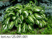 Хоста (Функия) волнистая (Hosta undulata (Otto et Dietr. (Bailey)), сорт "Univittata" Стоковое фото, фотограф Ирина Борсученко / Фотобанк Лори