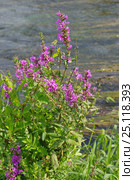 Дербенник иволистный, или плакун-трава (лат. Lythrum salicaria) на берегу реки. Стоковое фото, фотограф Елена Коромыслова / Фотобанк Лори