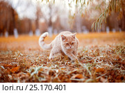 Autumn cat. Стоковое фото, фотограф Илона Кутенко / Фотобанк Лори