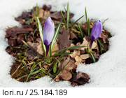 Crocus flower in the snow. Стоковое фото, фотограф Надежда Болотина / Фотобанк Лори