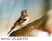 Bird Chaffinch sings a sonorous song tree-spring in the woods. Стоковое фото, фотограф Бачкова Наталья / Фотобанк Лори
