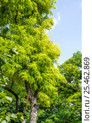 Робиния ложноакациевая (Robinia pseudoacacia) Стоковое фото, фотограф Алёшина Оксана / Фотобанк Лори