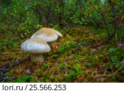 Mushrooms in forest on green grass. Стоковое фото, фотограф Оксана Владимировна Грачева / Фотобанк Лори