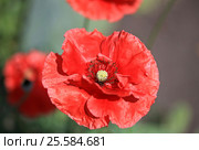 Red poppy in a garden in a summer time. Стоковое фото, фотограф Шилер Анастасия / Фотобанк Лори