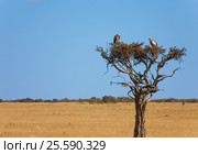 Pair of white-backed vultures sitting on dry wood. Стоковое фото, фотограф Сергей Новиков / Фотобанк Лори