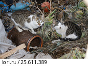 Два бездомных кота на мусорной куче. Стоковое фото, фотограф Светлана Чуйкова / Фотобанк Лори