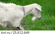 Goat on green meadow. Стоковое видео, видеограф Андрей Зык / Фотобанк Лори
