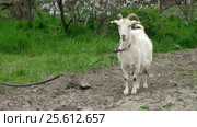 Goat on green meadow. Стоковое видео, видеограф Андрей Зык / Фотобанк Лори