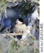Буроголовая гаичка, или пухляк, (лат. Poecile montanus). Птица крупным среди хвои кедра зимним морозным днем, Ямало-Ненецкий автономный округ. Стоковое фото, фотограф Григорий Писоцкий / Фотобанк Лори