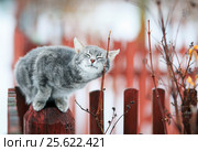 Tabby cat fondled on a branch in spring on a fence in the village. Стоковое фото, фотограф Бачкова Наталья / Фотобанк Лори