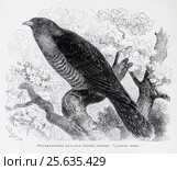 Обыкновенная кукушка (Cuculus canorus) - рисунок из книги А. Брэма "Жизнь животных" 1896 г. Стоковая иллюстрация, иллюстратор Вера Смолянинова / Фотобанк Лори