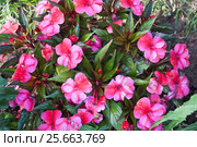 Бальзамин новогвинейский (Impatiens) Стоковое фото, фотограф Алёшина Оксана / Фотобанк Лори