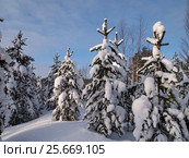 Зимний таёжный пейзаж, Усинск, Коми. Стоковое фото, фотограф Сергей Гаврилов / Фотобанк Лори