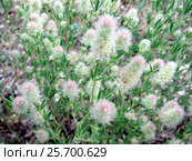 Клевер пашенный (Trifolium arvense) Стоковое фото, фотограф Светлана Кириллова / Фотобанк Лори