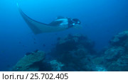 Giant oceanic manta ray - Manta birostris, Floats in blue water over a coral reef, Oceania, Indonesia, Southeast Asia. Стоковое видео, видеограф Некрасов Андрей / Фотобанк Лори
