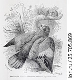 Амазонский попугай  (Androglossa amazonica) -  рисунок из книги А. Брэма "Жизнь животных" 1896 г. Стоковая иллюстрация, иллюстратор Вера Смолянинова / Фотобанк Лори