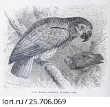 Жако  (Psittacus erithacus) -  рисунок из книги А. Брэма "Жизнь животных" 1896 г. Стоковая иллюстрация, иллюстратор Вера Смолянинова / Фотобанк Лори