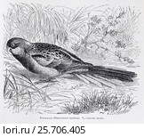 Розелла  (Platycercus eximius) -  рисунок из книги А. Брэма "Жизнь животных" 1896 г. Стоковая иллюстрация, иллюстратор Вера Смолянинова / Фотобанк Лори