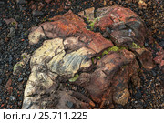 Frozen volcanic emissions covered with moss. North Breakthrough Great Tolbachik Fissure Eruption 1975 (2016 год). Редакционное фото, фотограф Юлия Машкова / Фотобанк Лори