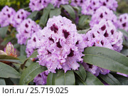 Рододендрон (Азалия) Стоковое фото, фотограф Галина Хорошман / Фотобанк Лори