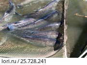 A few carp in a fishing net. Fish farms. Стоковое фото, фотограф Андрей Радченко / Фотобанк Лори