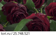 Background of red roses with water drops slow motion. Стоковое видео, видеограф Юлия Машкова / Фотобанк Лори
